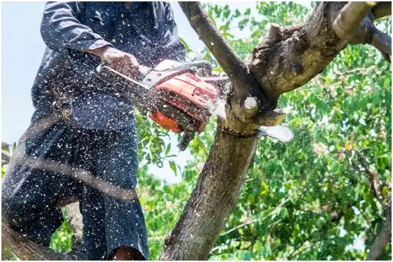 tree services Oglala